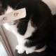 Image for article titled Fake Cartoon Eyes for Cats Make Everything Better